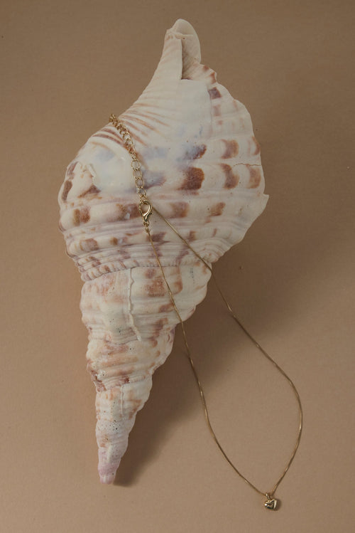 Seashell with a necklace draped over it on a beige background