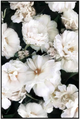 Arcadia White Flowers Black Frame Canvas 80 x 120cm