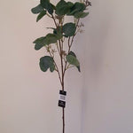 Tall Eucalyptus Branch with Seeds 107cm HW Planters, Foliage, Artificial Flowers Alisons Acquisitions   