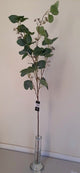 Tall Eucalyptus Branch with Seeds 107cm