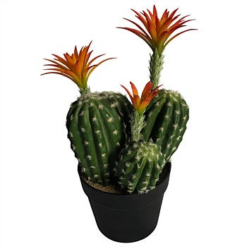 Cactus with Orange Flowers 37cm HW Planters, Foliage, Artificial Flowers Robert Mark   